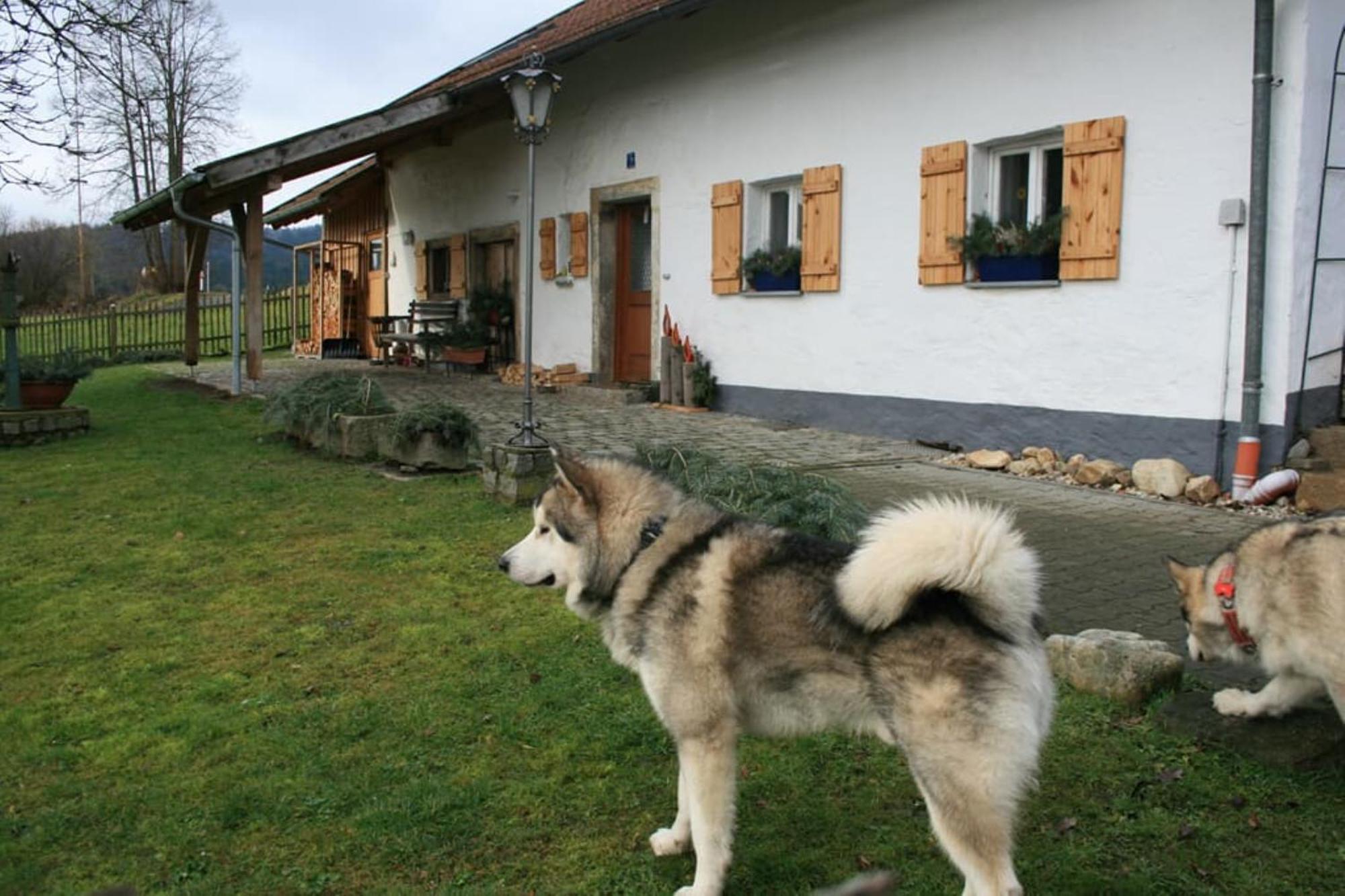 Ferienhaus Winter Blaibach Buitenkant foto